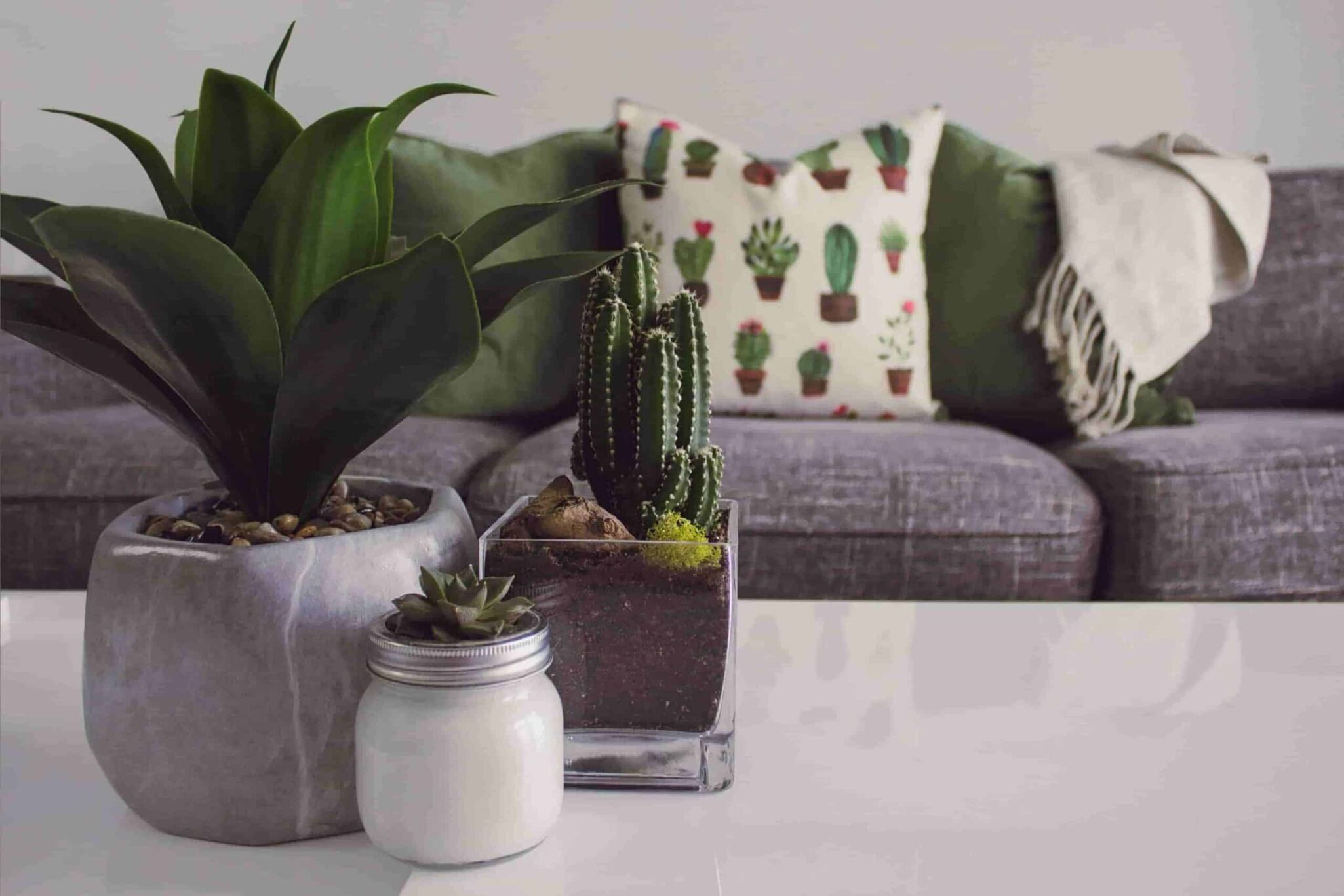 cactus plants on a white table